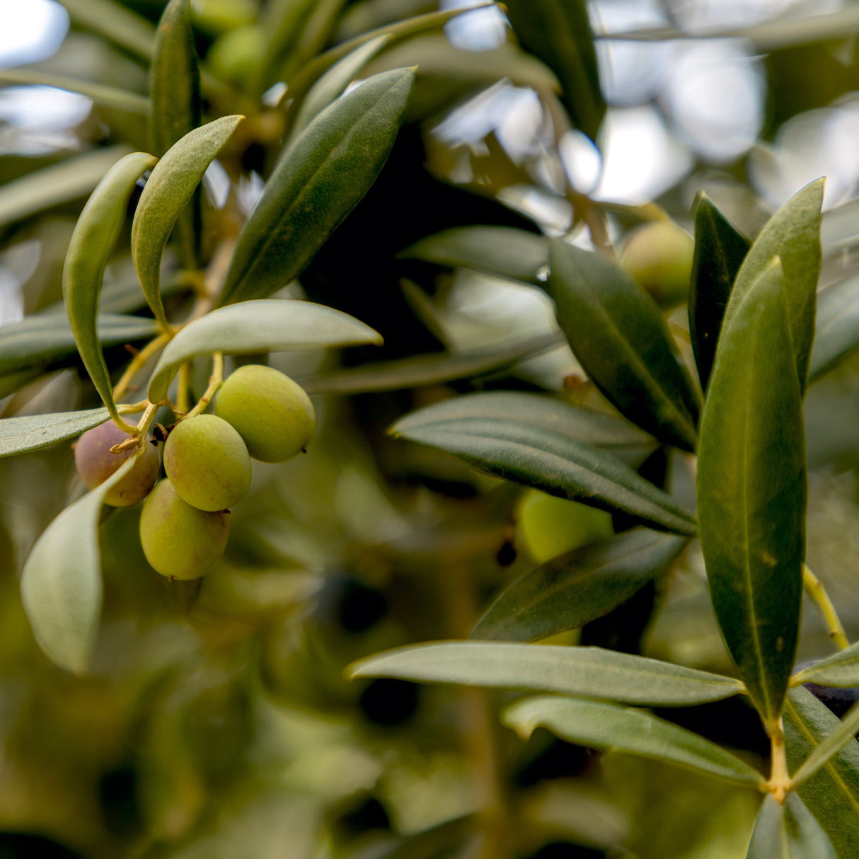 Arbequina Olive Tree - NationwidePlants.com