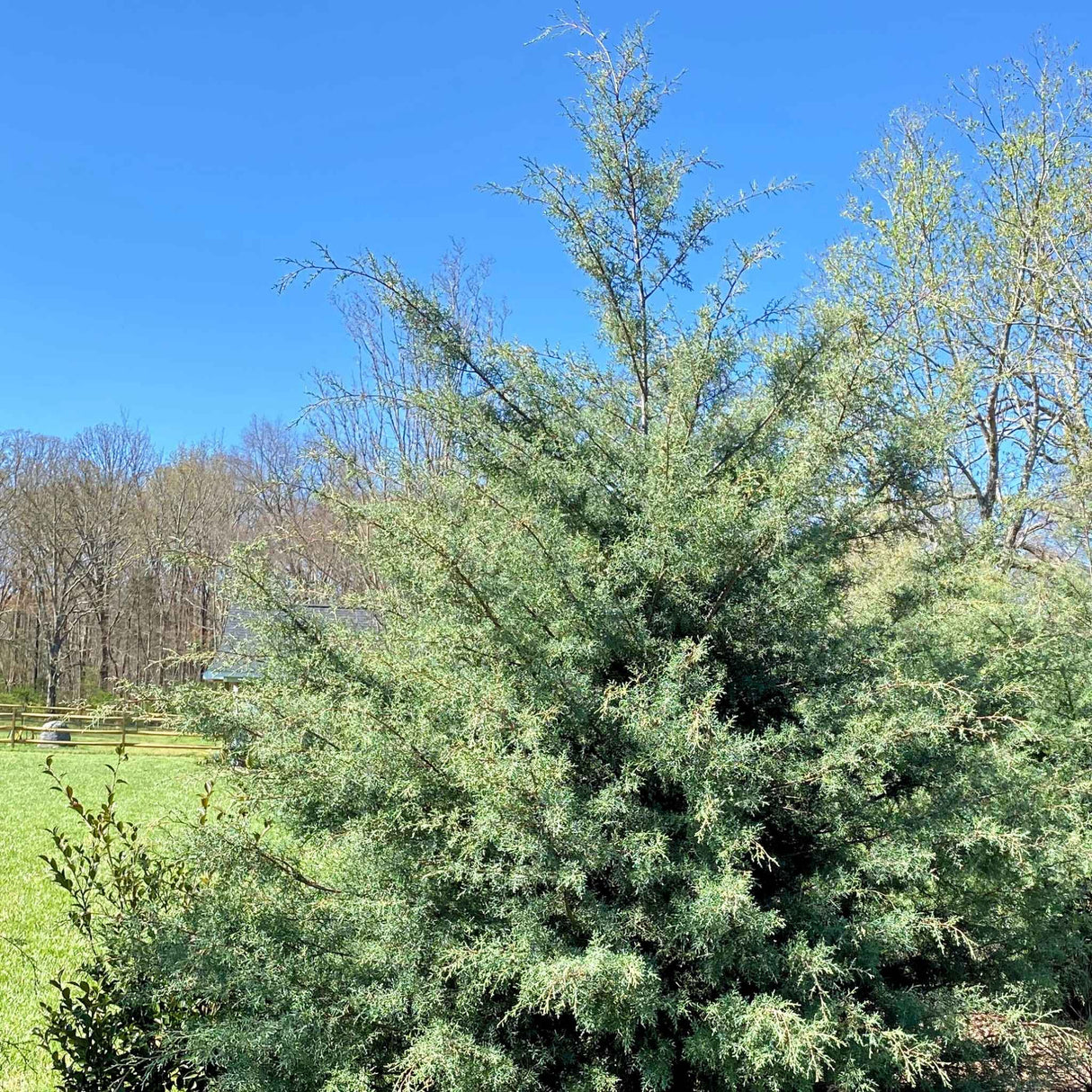Arizona Cypress Carolina Sapphire being used for landscaping near a grassy backyard.