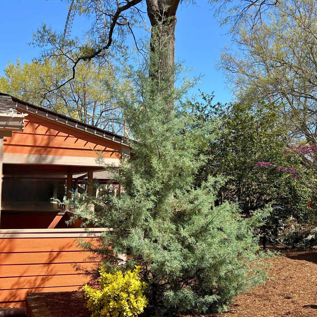 Arizona Cypress Carolina Sapphire in front of picnic area in a mulch bed with other plants.