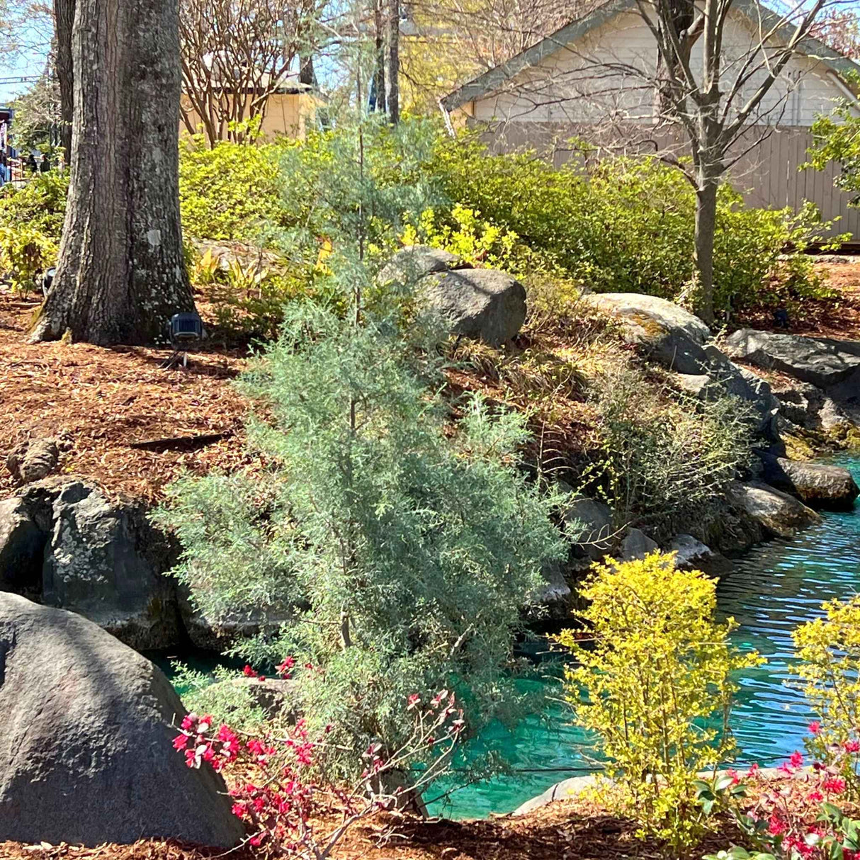 Arizona Cypress Carolina Sapphire in a mulch bed near a pond with other plants and large landscaping rocks.
