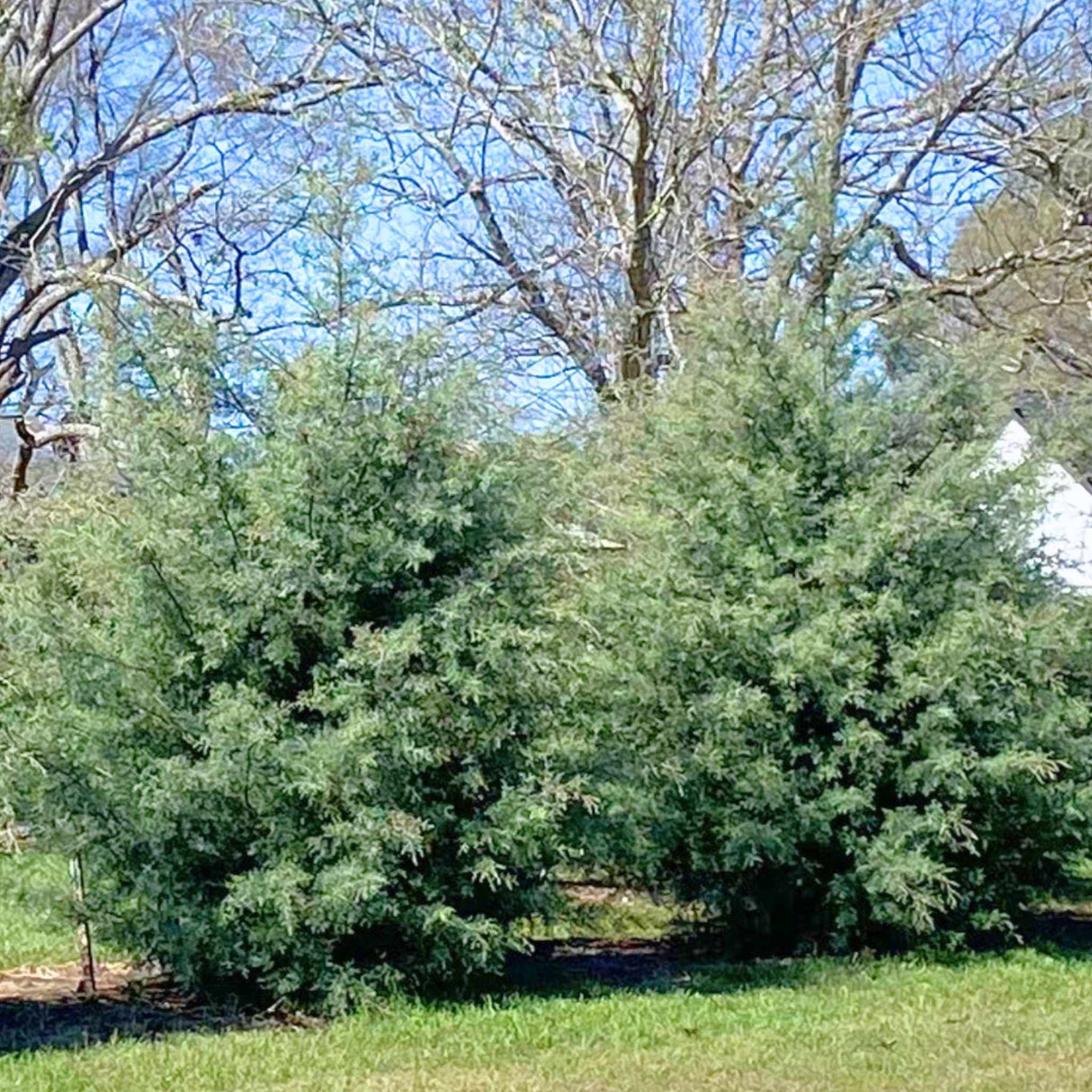 Arizona Cypress - Carolina Sapphire
