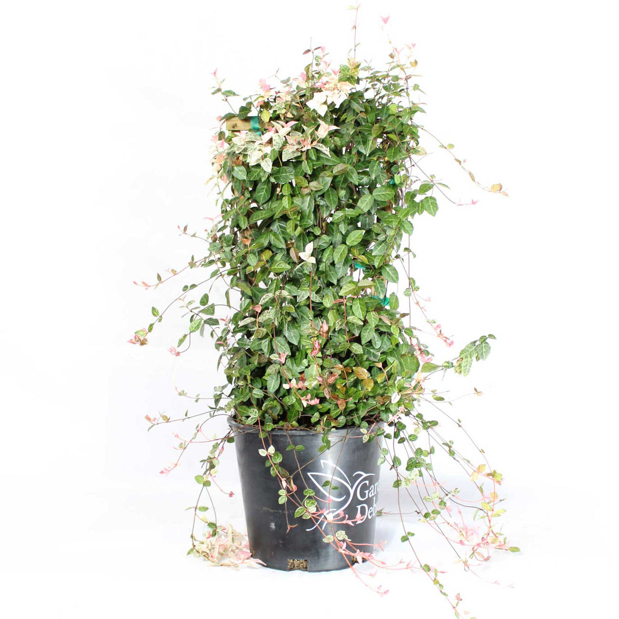 Snow-N-Summer™ Asiatic Jasmine - NationwidePlants.com