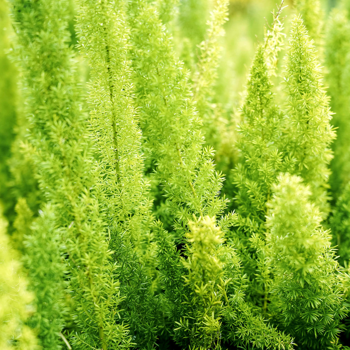 close up view of a young foxtail fern, also known as the asparagus fern 'myers'
