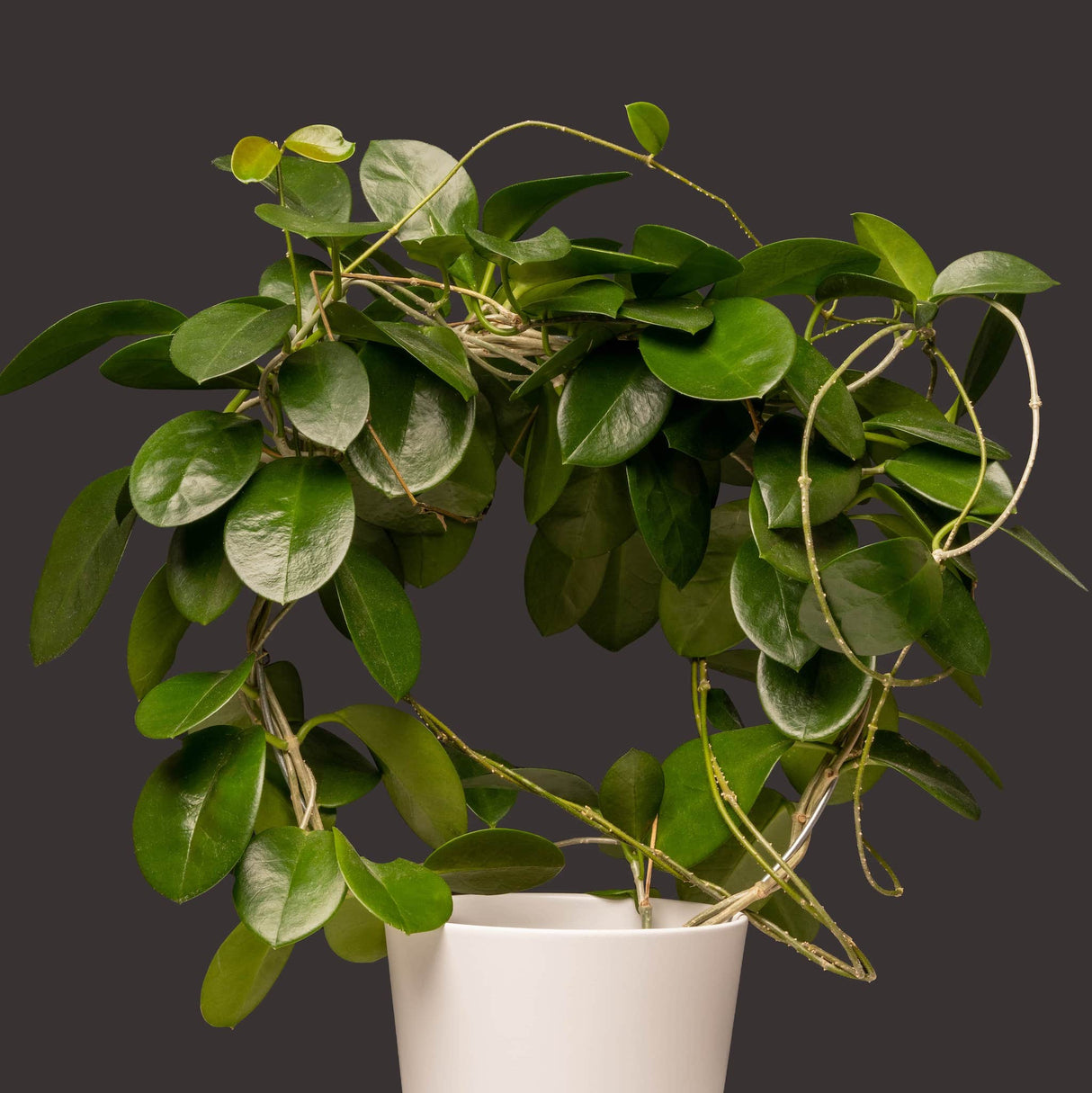 hoya australis houseplant trained into a circle with wire in a white planter