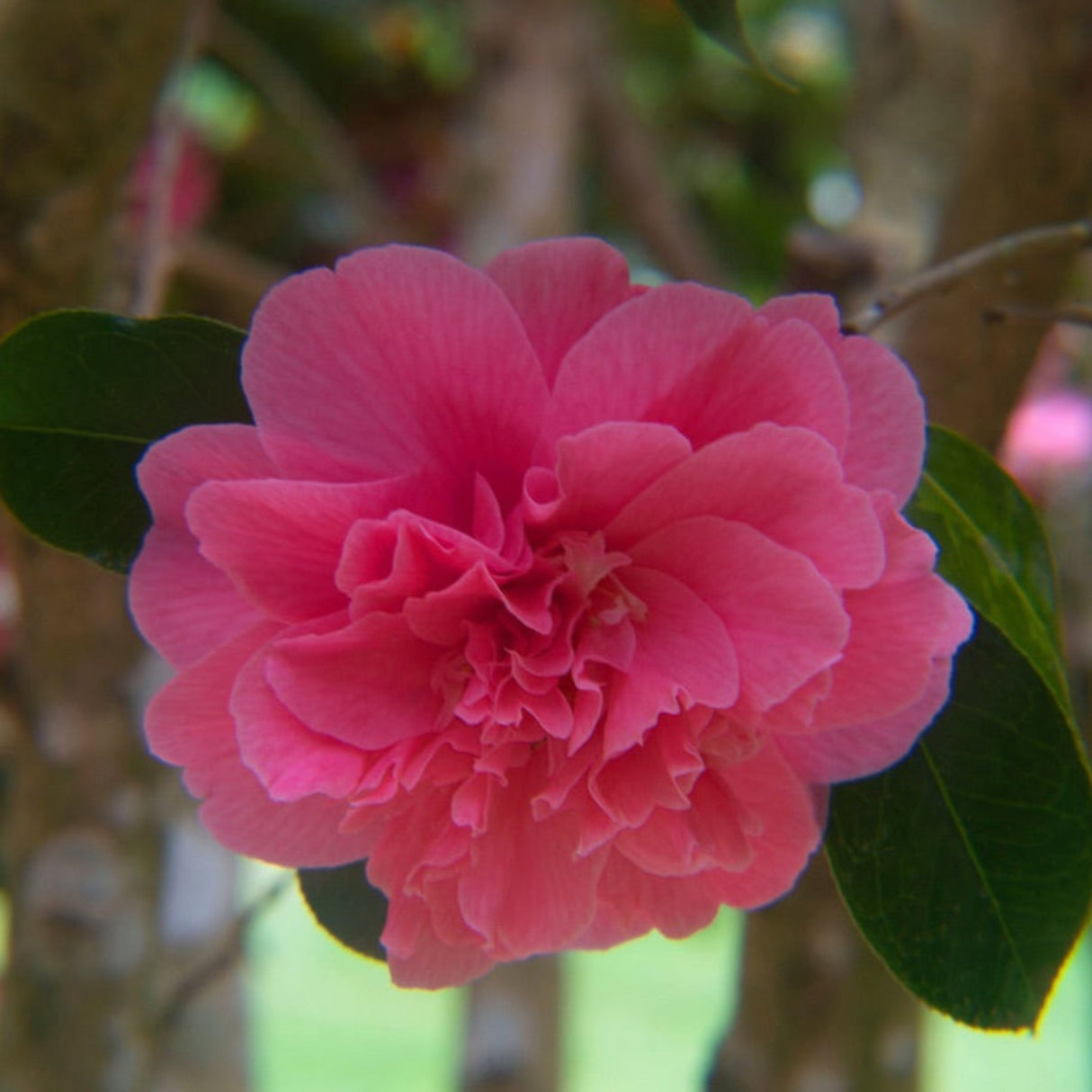 Close up of the bloom of an Autumn Spirit Camellia, which has peony style pink blooms surrounded by glossy green leaves.