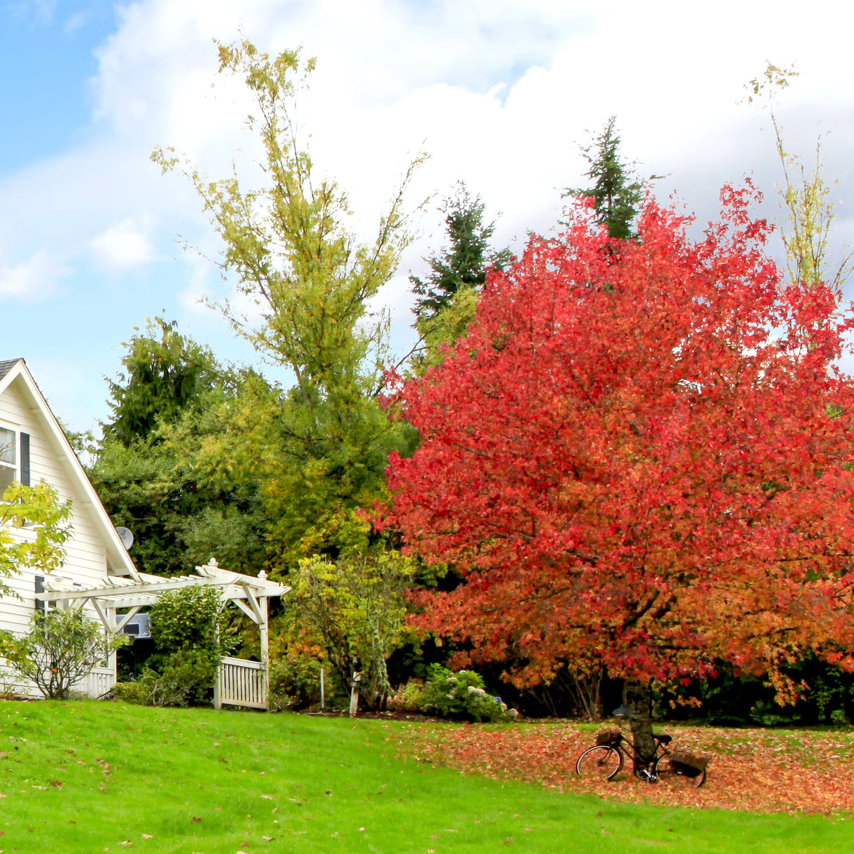 Beautiful Country Scene with a vibrant red Autumn Blaze Maple Trees and lush green grass near a white country home.