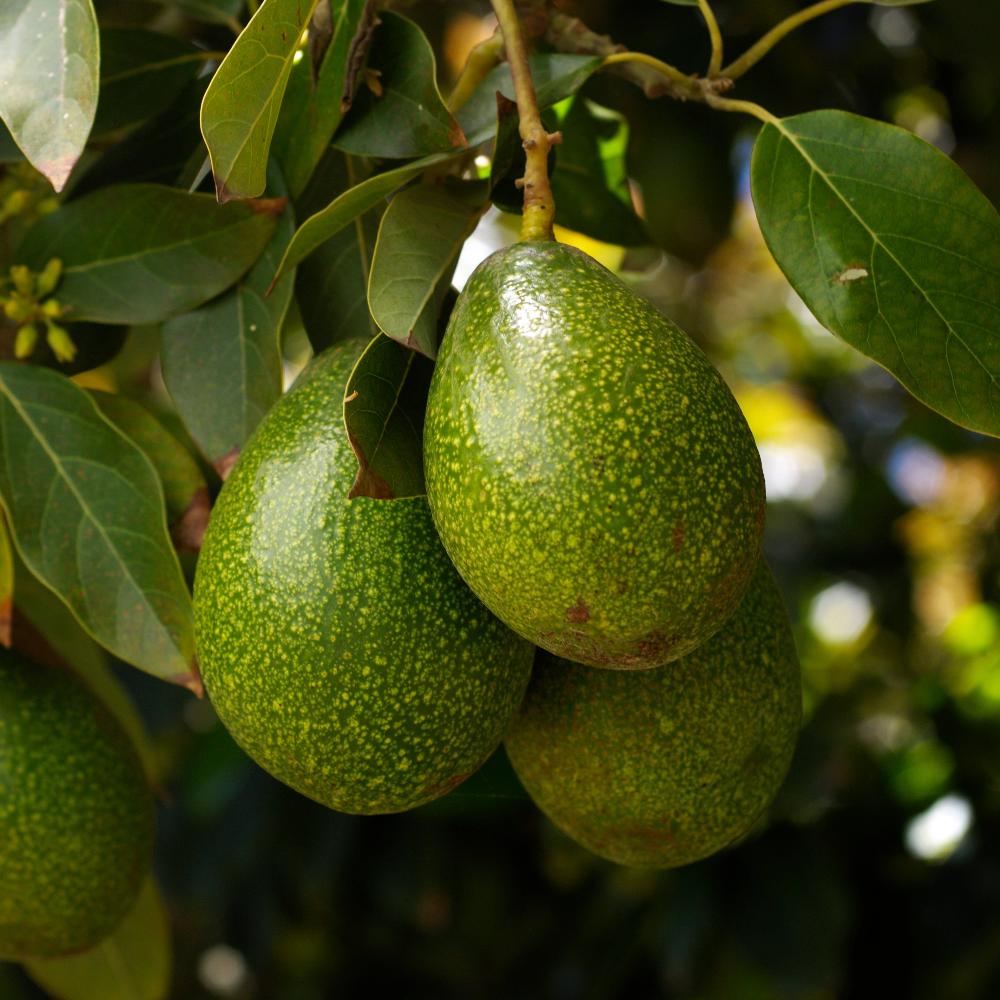 Pancho Cold Hardy Avocado - NationwidePlants.com