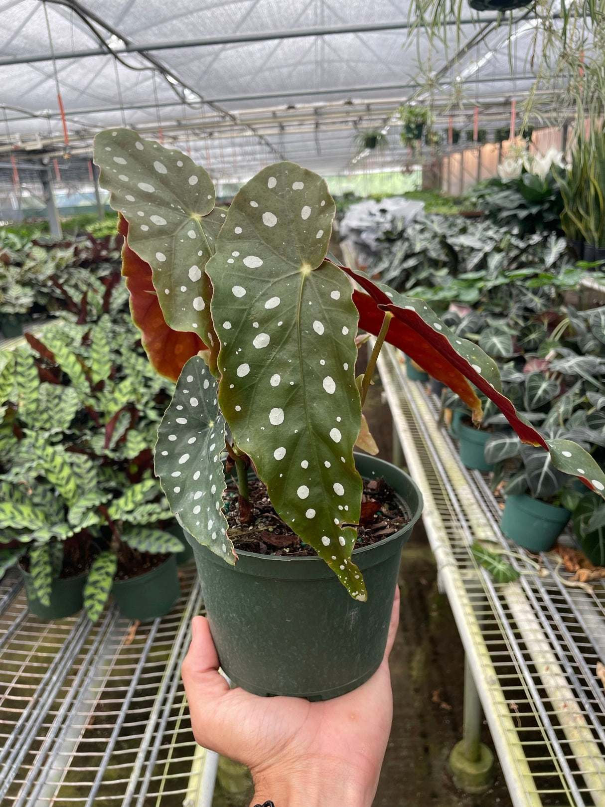 potted begonia maculata houseplant in a green nursery planter with plant nursery rows of plants in the background