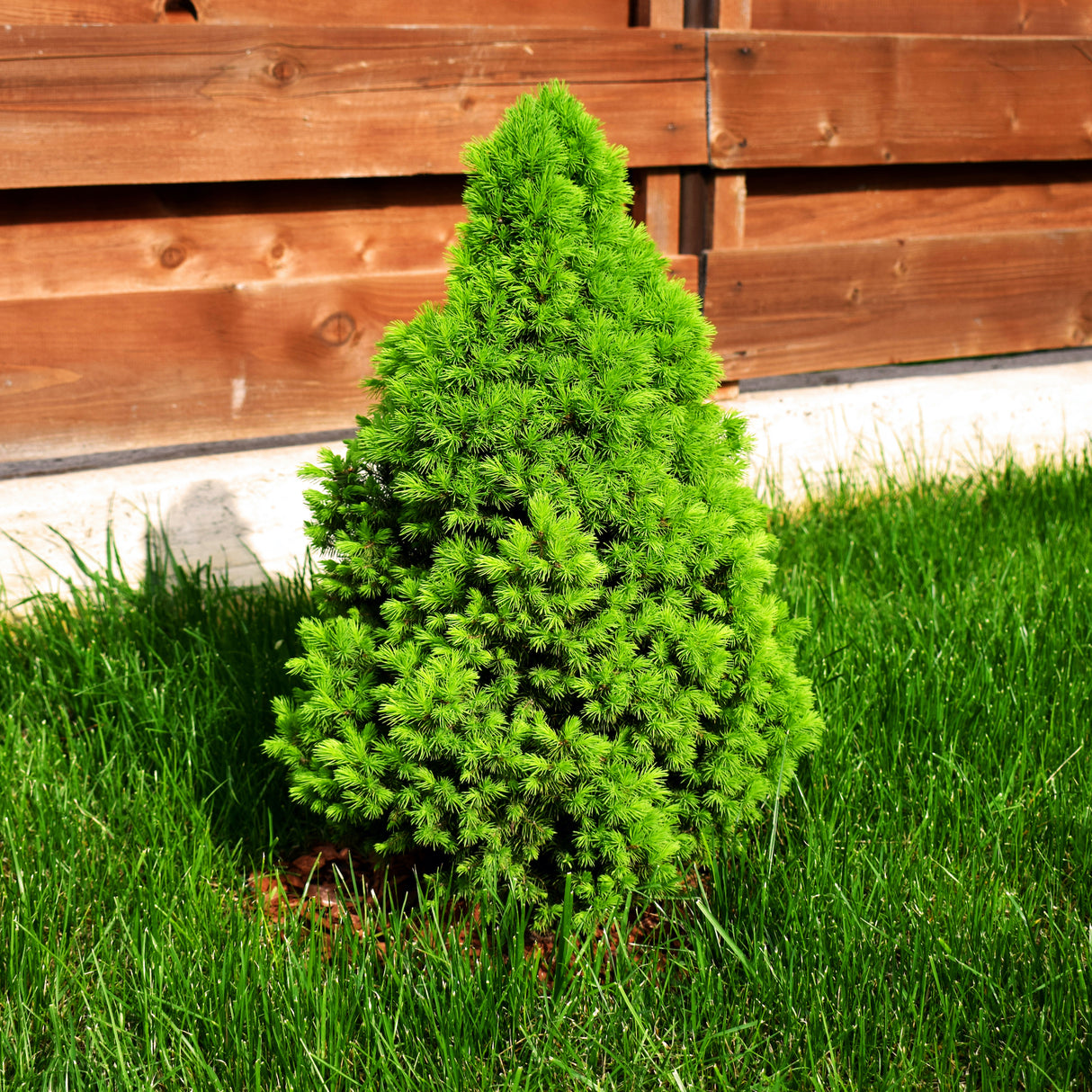 Small Dwarf Alberta Spruce planted in a grassy lawn near a wooden fence.