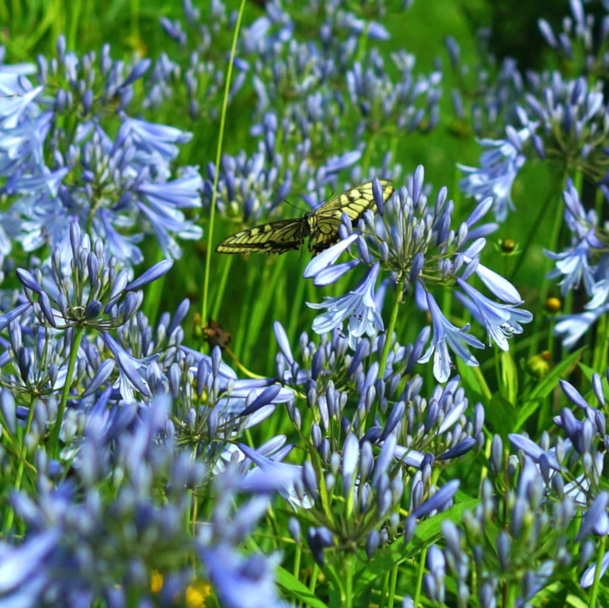 Baby Pete blue lily of the nile growing in a field with a butterfly.