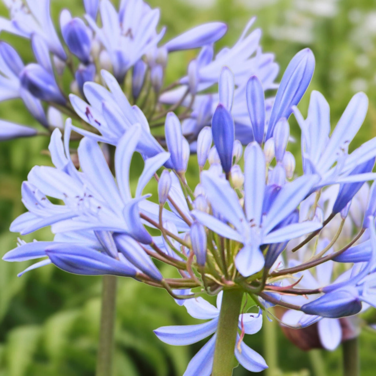 Blooms of the baby Pete lily of the nile flower growing in a field.