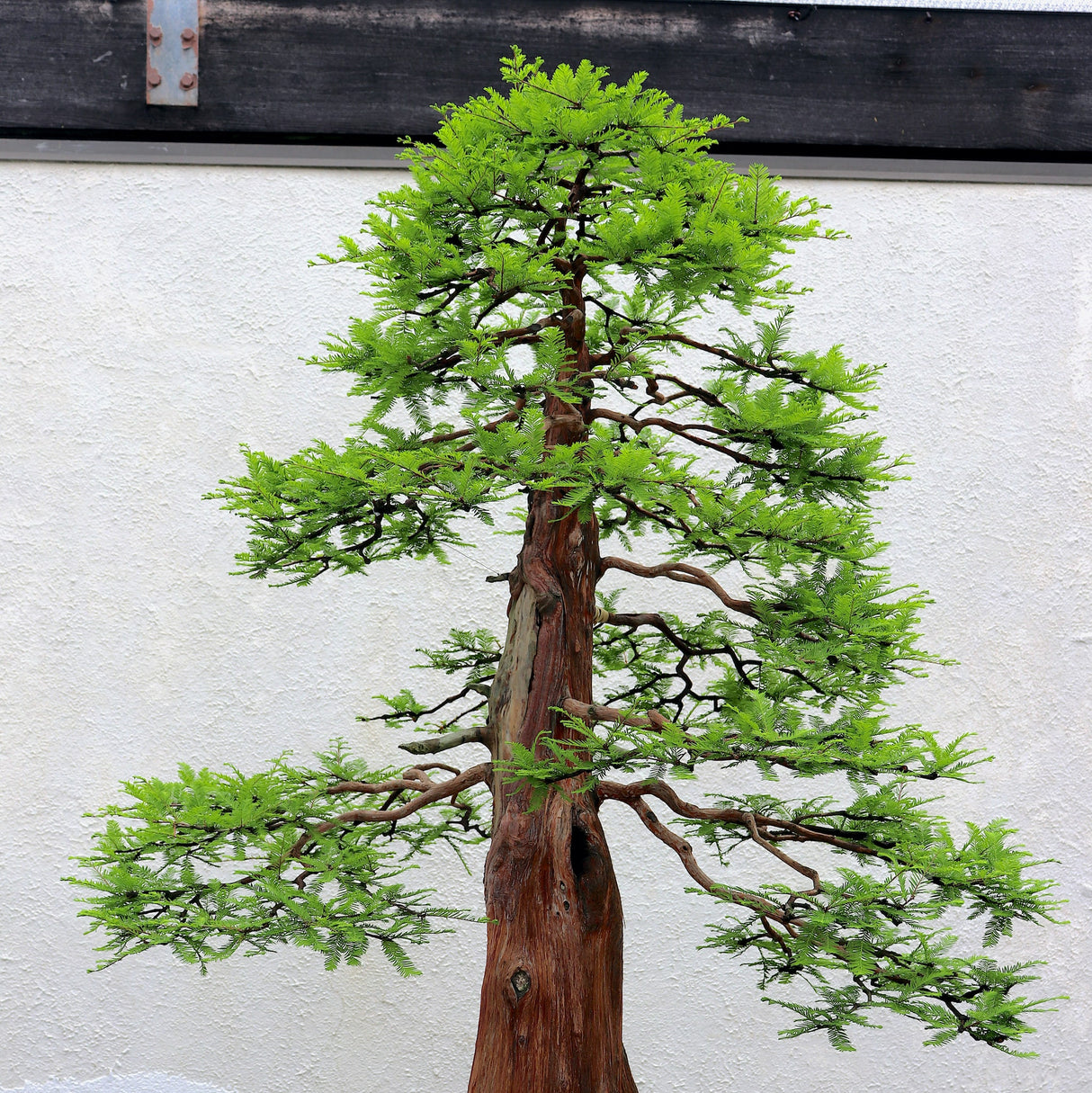 A Bonsai Bald Cypress tree with a tapered trunk and bright green foliage, set against a white wall.