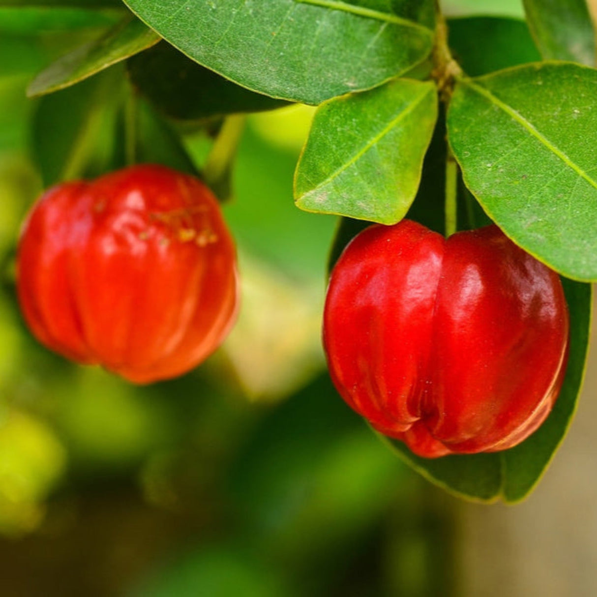 Barbados Acerola Cherry tree close up of 2 ripe red cherries with green foliage.