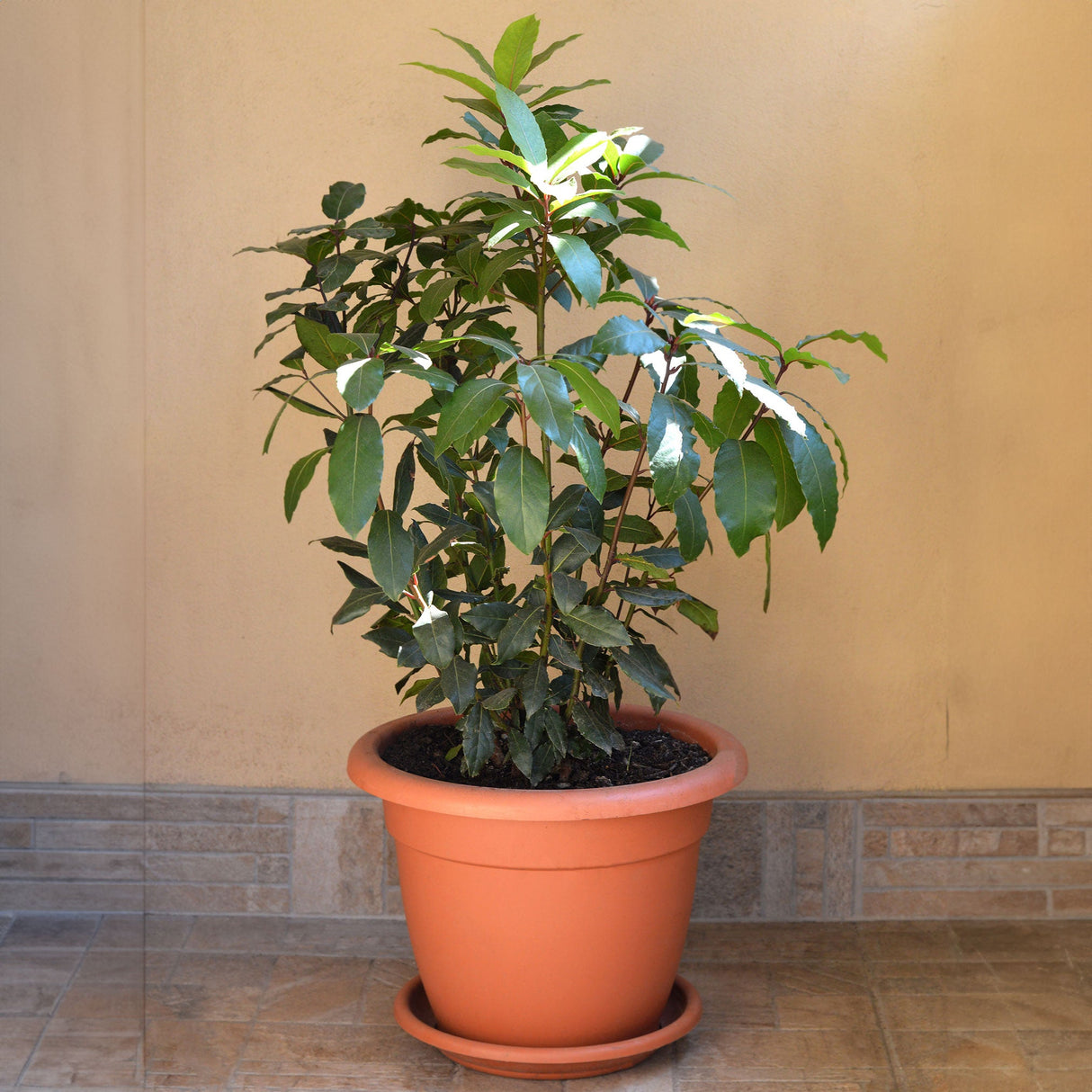 Potted indoor bay laurel plant in a modest planter being used as an indoor houseplant