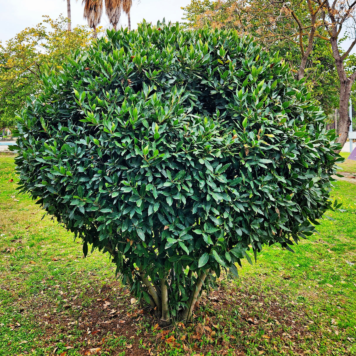 Bay Laurel Plant Manicured into a Ball Shape Tree in a grassy field.