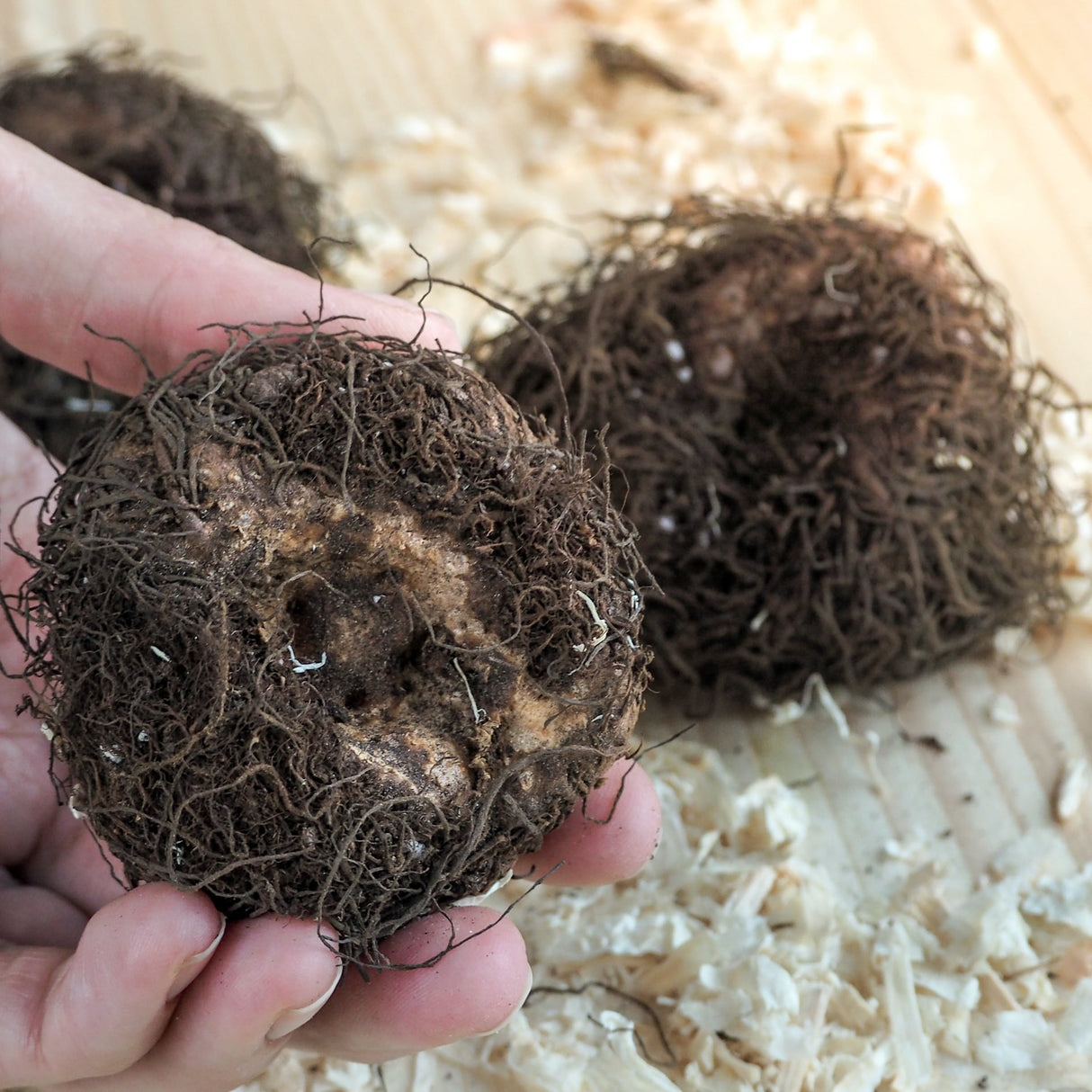 Close up of Begonia Tubers, also known as begonia bulbs.