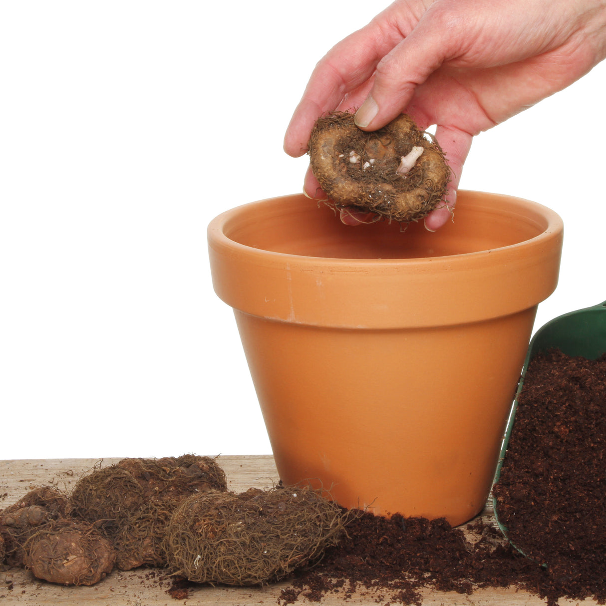 Person hand planting a begonia tuber in a terra cotta planter with other begonia tubers and soil around the base of the planter.