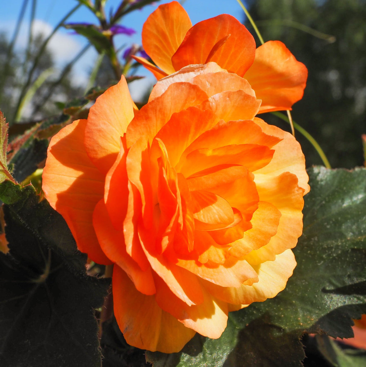 Orange Double Begonia Tuberhybrida flower with dark green foliage