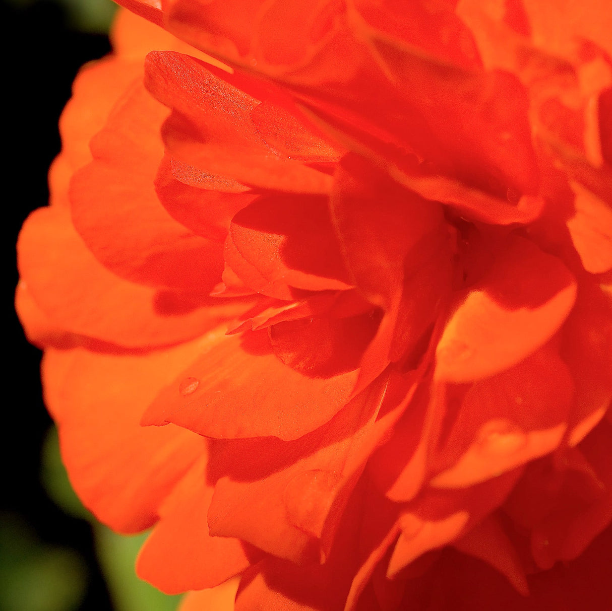 Close up of the Orange Double Begonia tuberhybridan shadows with contrast.