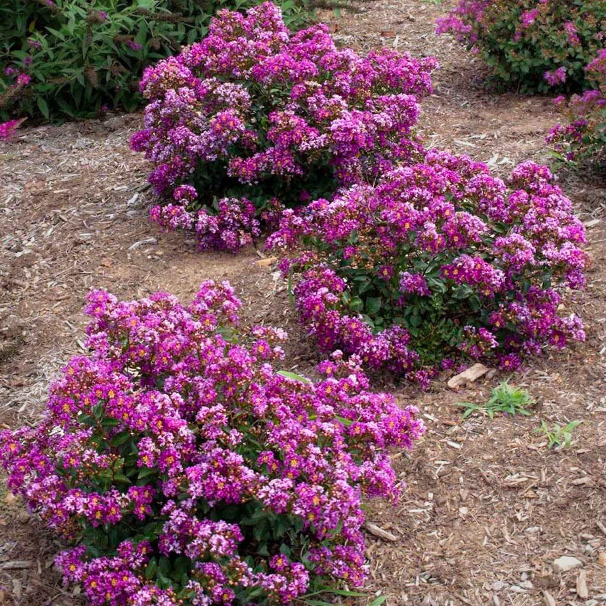 Three Bellini grape crape myrtle shrubs in a staggered row growing in a mulch bed.