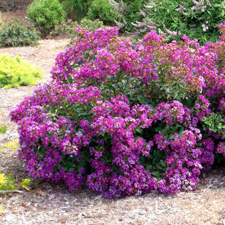 Full view of the Grape Bellini Crape Myrtle shrub in a garden setting, showcasing dense clusters of vibrant purple-pink flowers covering the bush. The plant has a lush, mounded shape with green leaves beneath the blooms. Surrounding landscape includes mulch and other flowering shrubs in the background, adding to a colorful and natural garden scene.