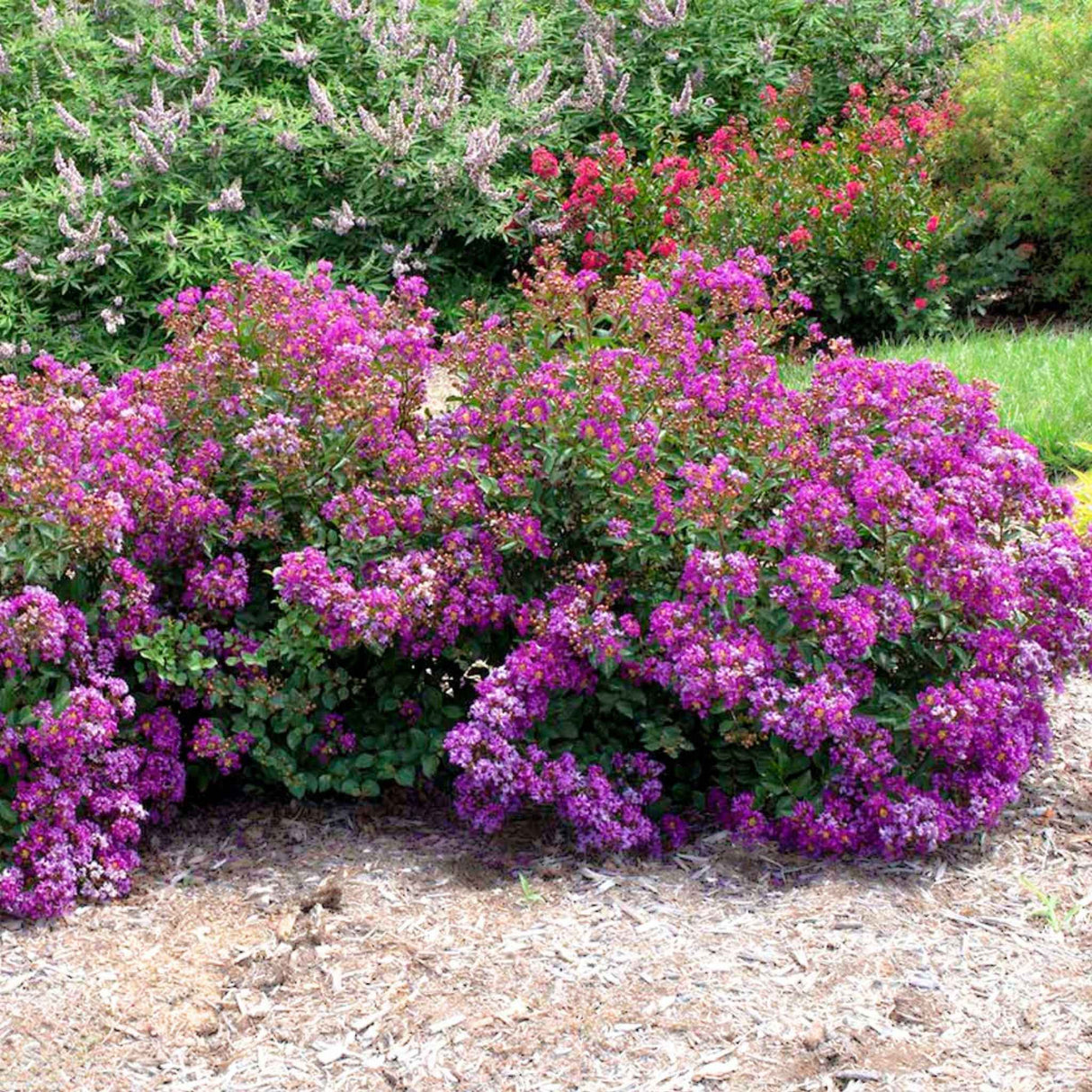 Row of Grape Bellini Crape Myrtle shrubs in a garden setting. The plant is in bloom, with clusters of vibrant purple-pink flowers covering the bush.