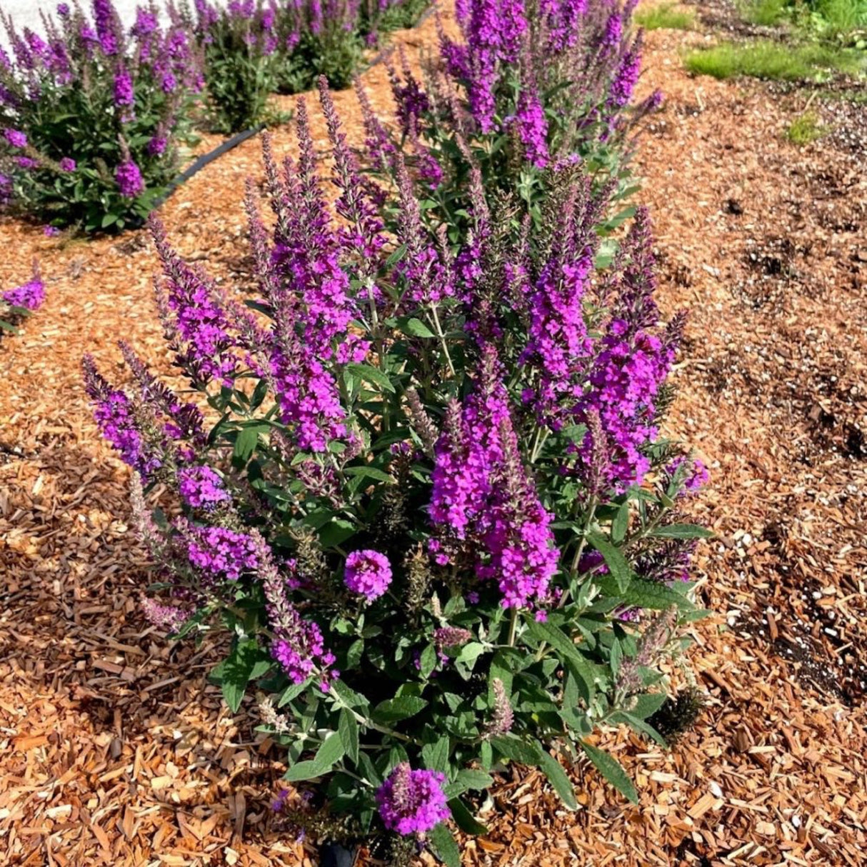 A Birthday Cake™ Butterfly Bush with vibrant purple flower spikes growing in a mulched garden bed.