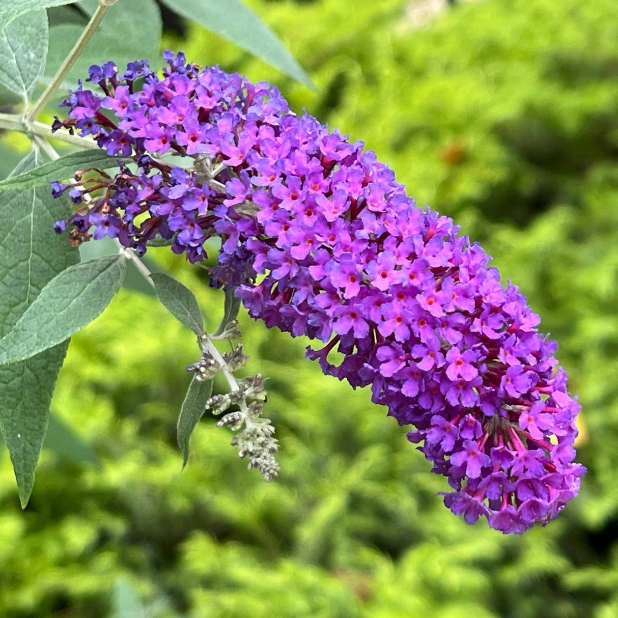 Closeup of the bloom cluster on a Birthday Cake Butterfly Bush growing in garden with other shrubs blurred in the background.