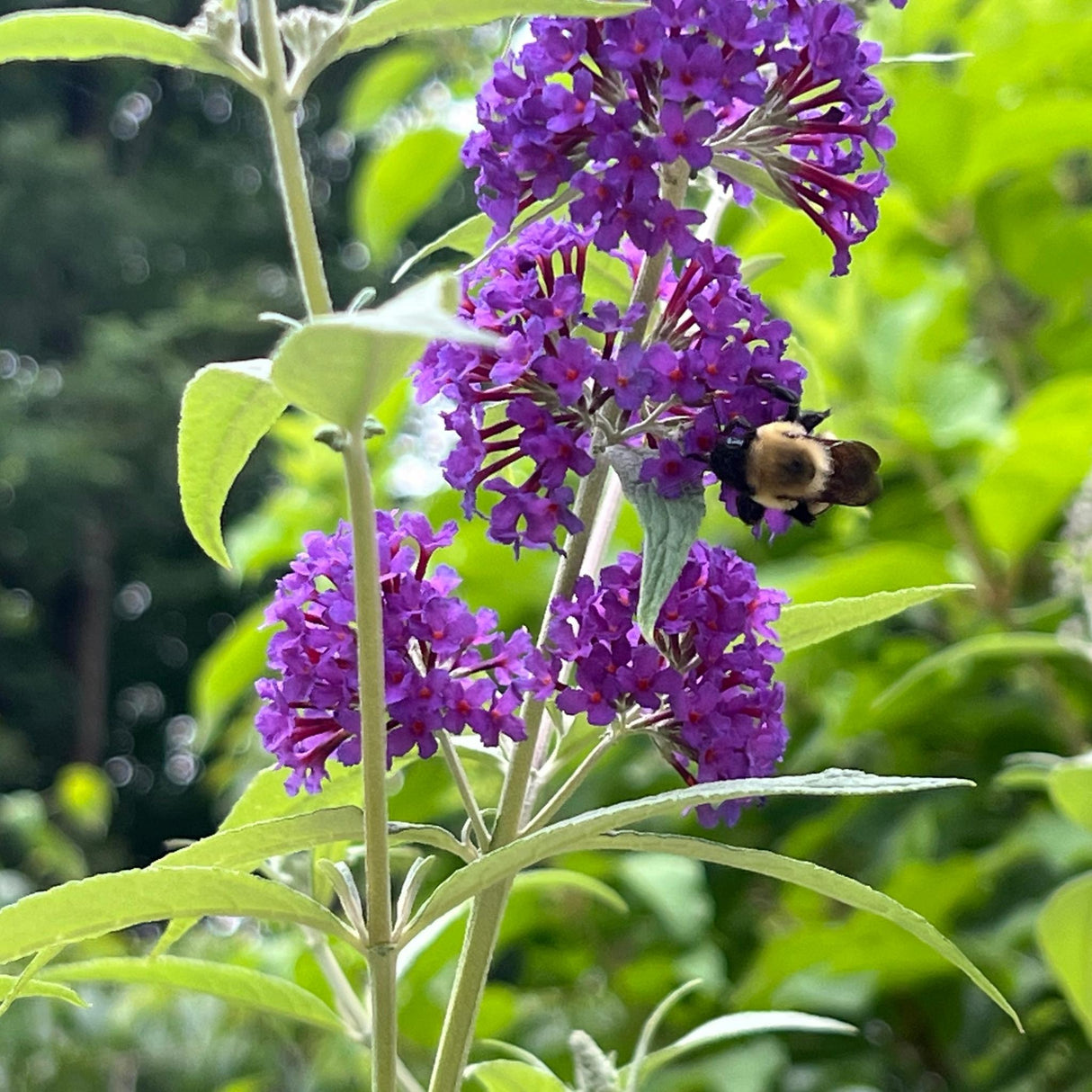 Close up of a Birthday Cake Butterfly Bush and a bee showing its pollinator appeal.