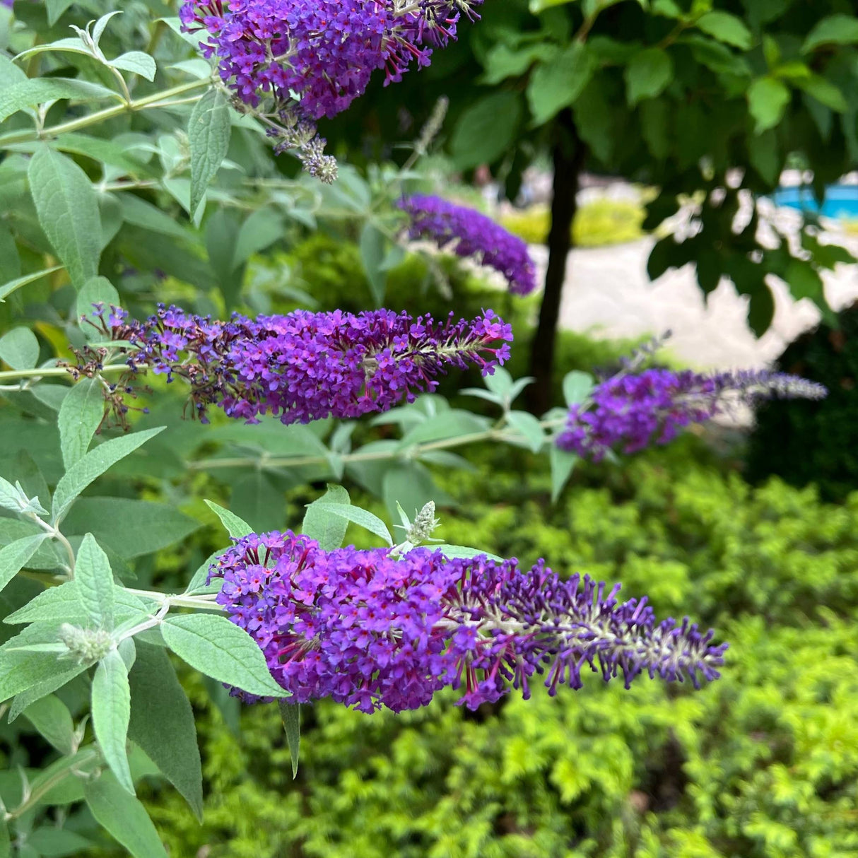 Birthday Cake® Butterfly Bush