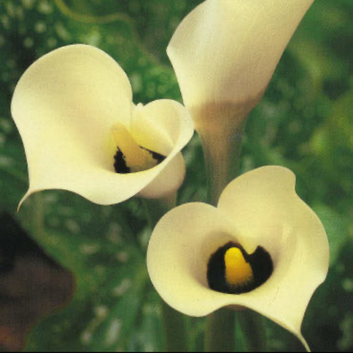 The Black-Eyed Lady Calla Lily features deep burgundy to near-black trumpet-shaped blooms with smooth, elegant petals. These striking flowers contrast against lush green foliage.