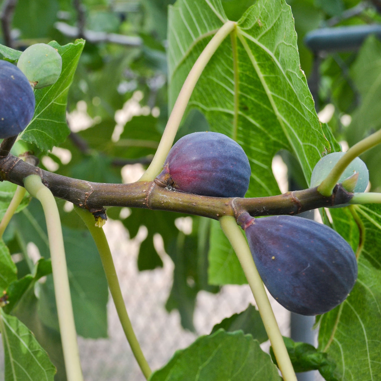 Close-up of ripe Black Mission figs on a branch, displaying a rich dark purple color with hints of blue and red. The figs have a smooth, plump appearance and are attached to sturdy, slightly curved stems. Large, vibrant green fig leaves surround the fruits, creating a natural, lush backdrop that highlights the figs' deep color.