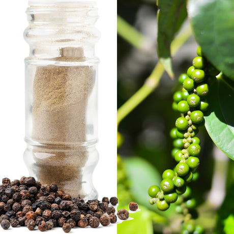 Side by side with ground pepper and whole black peppercorns with a clear glass grinder on left, Cluster of unripe green peppercorns hanging on a pepper vine making it clear that the fruit of this vine is black peppercorn.