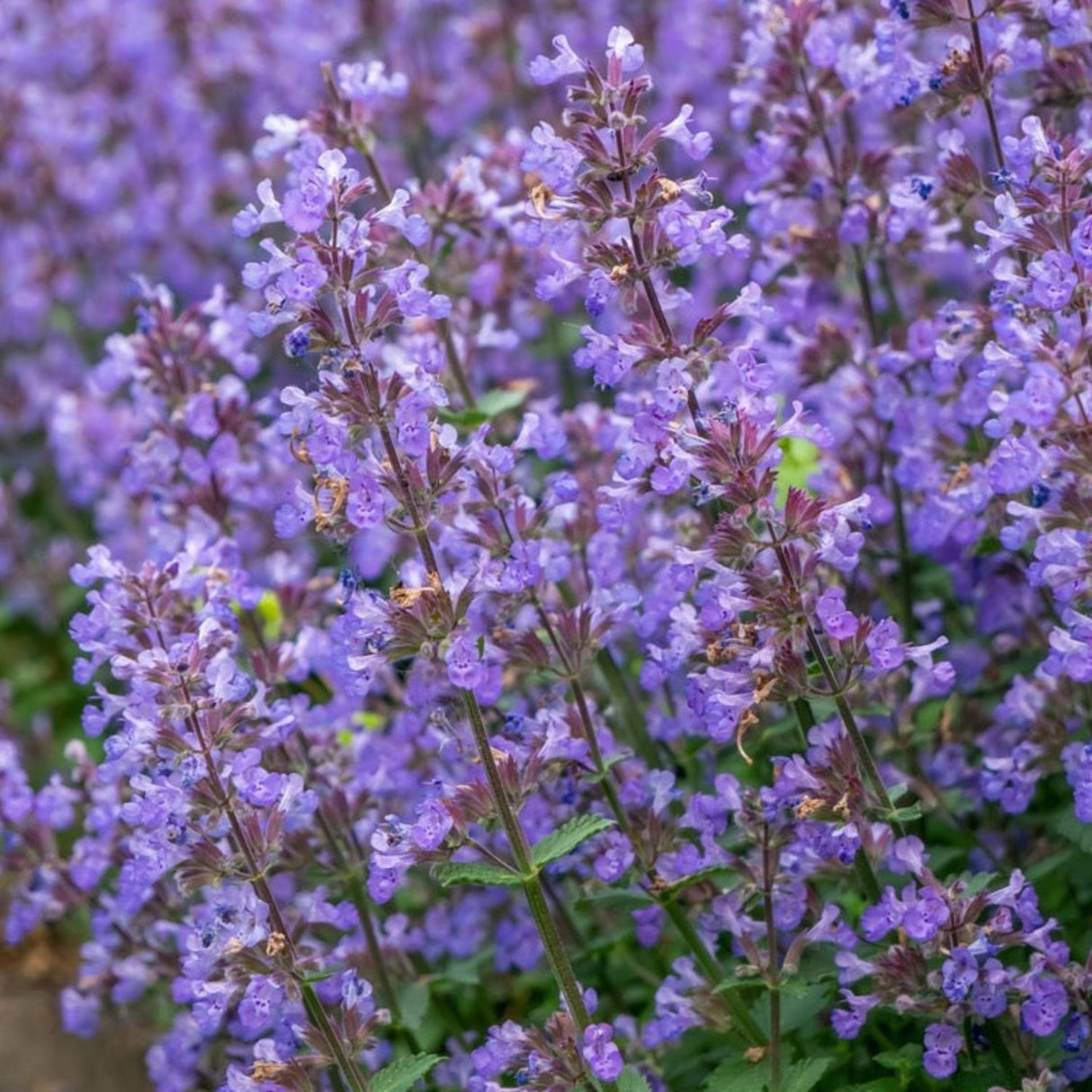 Picture Perfect Catmint in Bloom growing in a large group with other picture purrfect catmint blurred in the background.
