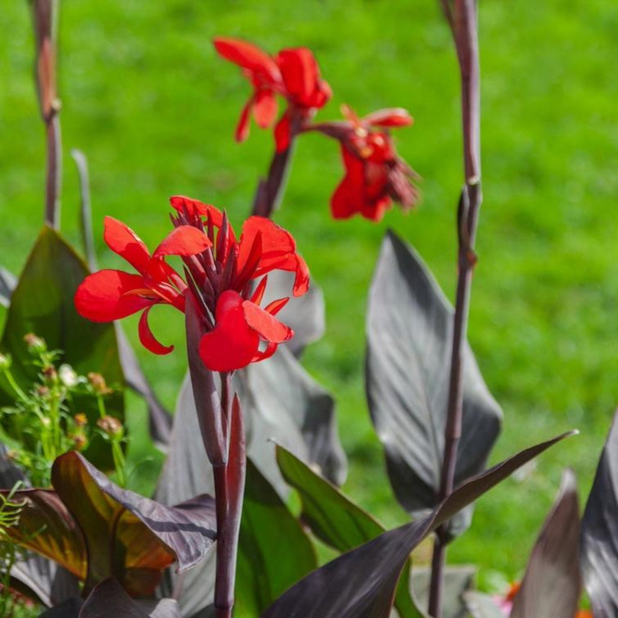 Red Toucan® Scarlet Canna Lily flowers with dark purple foliage in grassy landscape