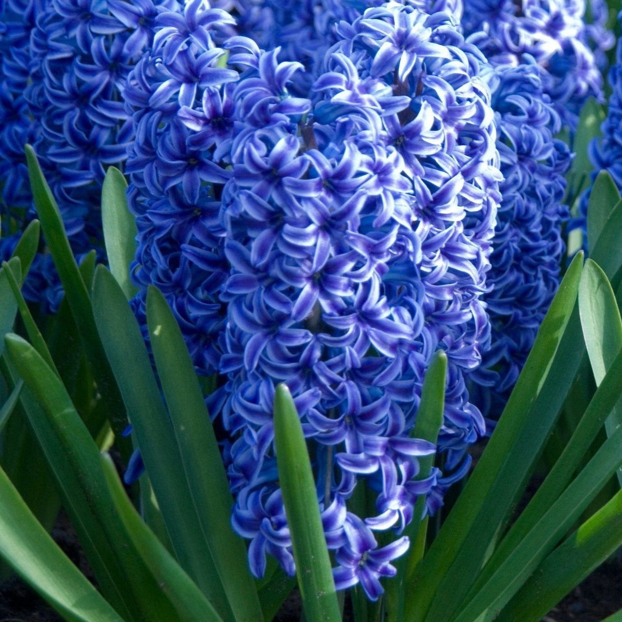 Close-up view of Blue Jacket Hyacinth flowers showcasing their rich, deep blue-purple blossoms. Each spike is densely packed with fragrant blooms, surrounded by lush green leaves, making them a standout addition to any spring garden with their vibrant color and captivating scent.
