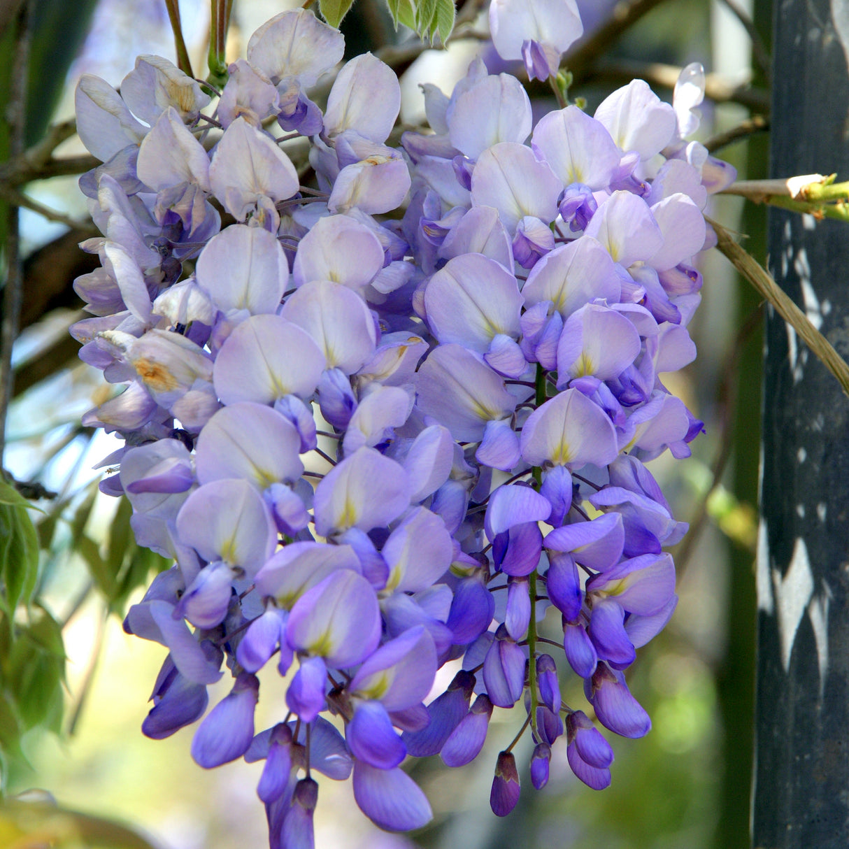 Blooms of a blue moon wisteri avine with mostly open petals and a great view of the color contrast between the cool purple, white and yellow.