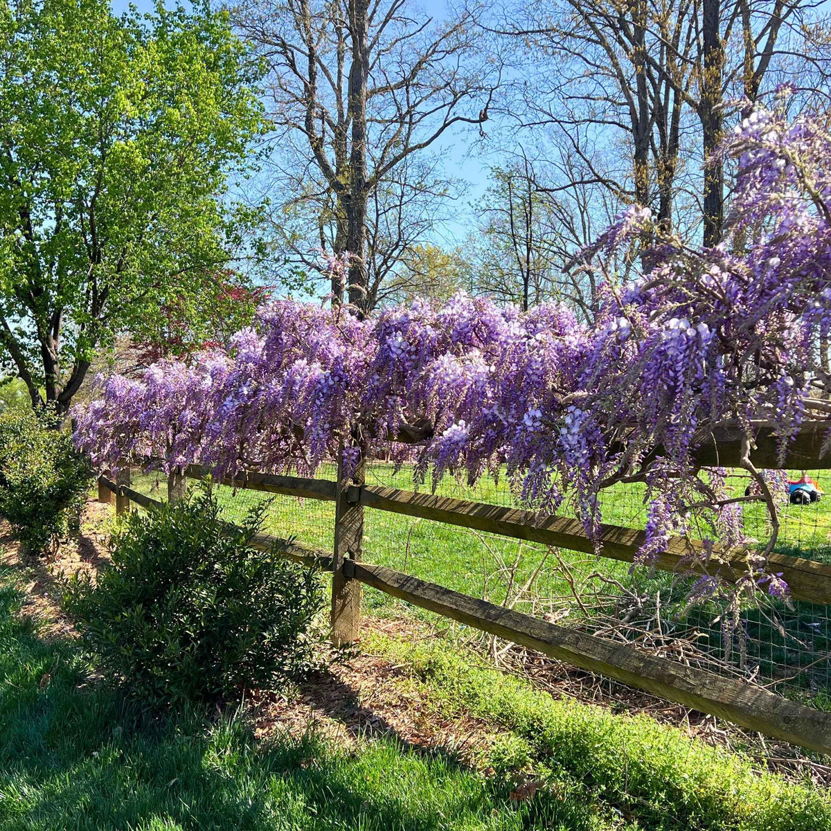 Blue Moon Wisteria Vine