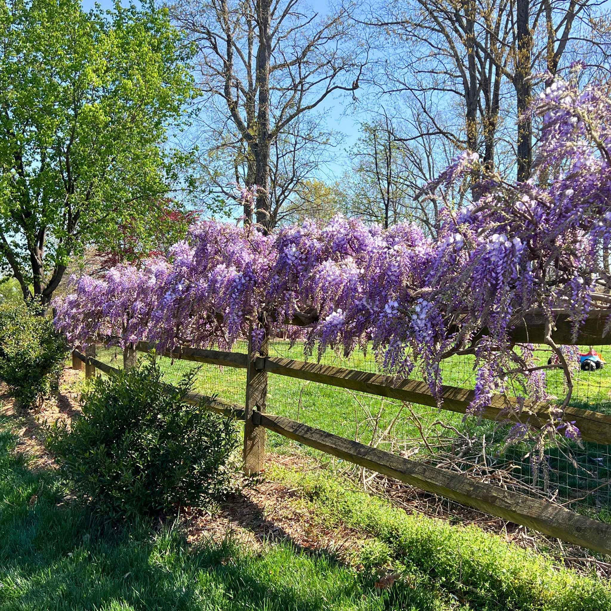 Cascading purple wisteria blooms of the blue moon wisteria vine draped over a wooden fence in a sunny green backyard.