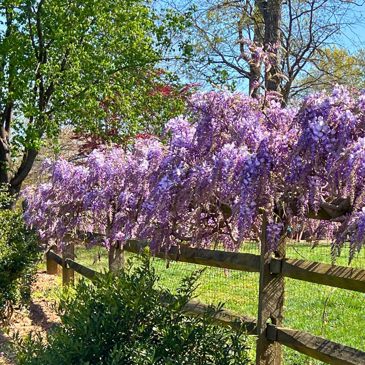 Purple wisteria flowers on the blue moon wisteria vine hanging densely along a wooden fence near leafy shrubs.