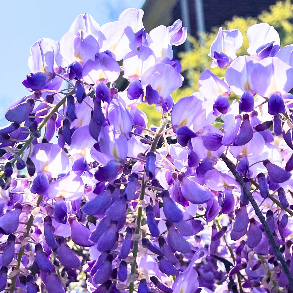 Close-up of the purple, yellow and white wisteria blossoms of the blue moon wisteria vine backlit by sunlight against blue sky.