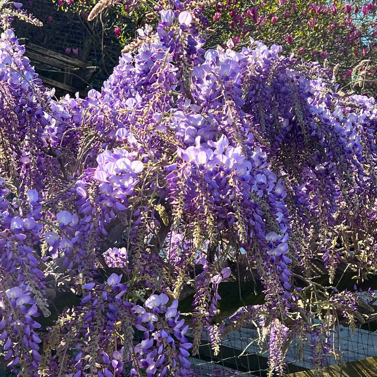 Dense clusters of blooming purple wisteria flowers of the blue moon wisteria vine hanging from thick woody vines along a wood and wire fence.