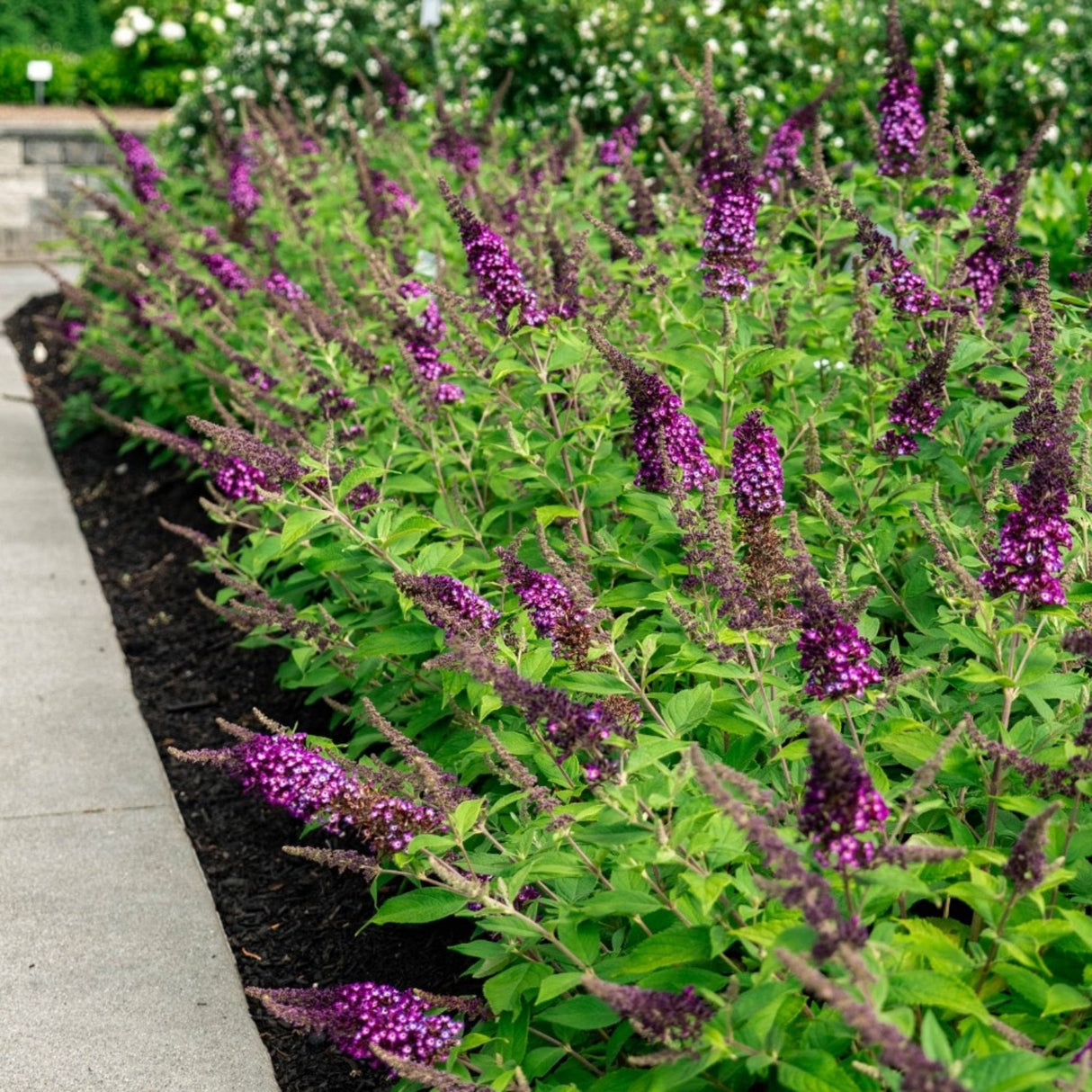 A garden bed filled with lush green foliage and vibrant purple flower spikes of the Blueberry Pie Butterfly Bush.
