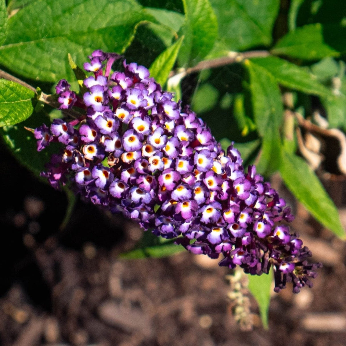 A close-up of a single deep purple flower spike with tiny clustered blooms.
