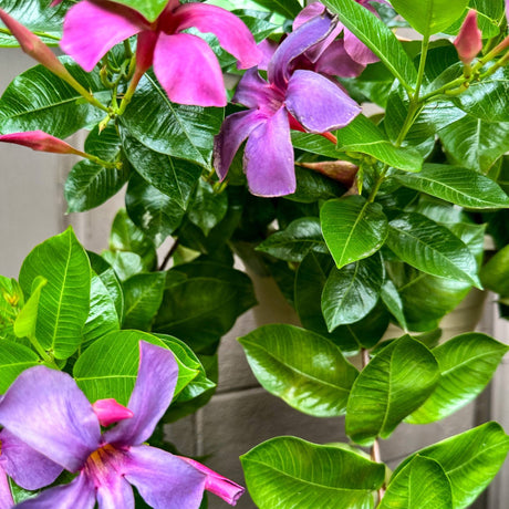 Cluster of Bluephoria™ Mandevilla blooms against dense green foliage.