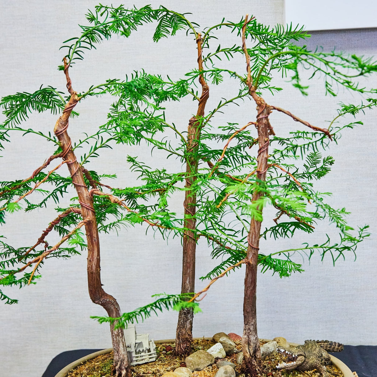 Close-up of a young Bonsai Bald Cypress with delicate branching and exposed roots.