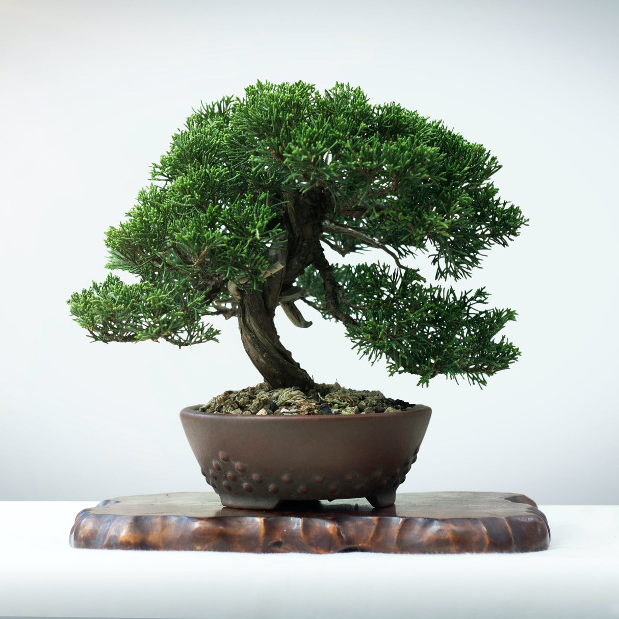 Bonsai Juniper