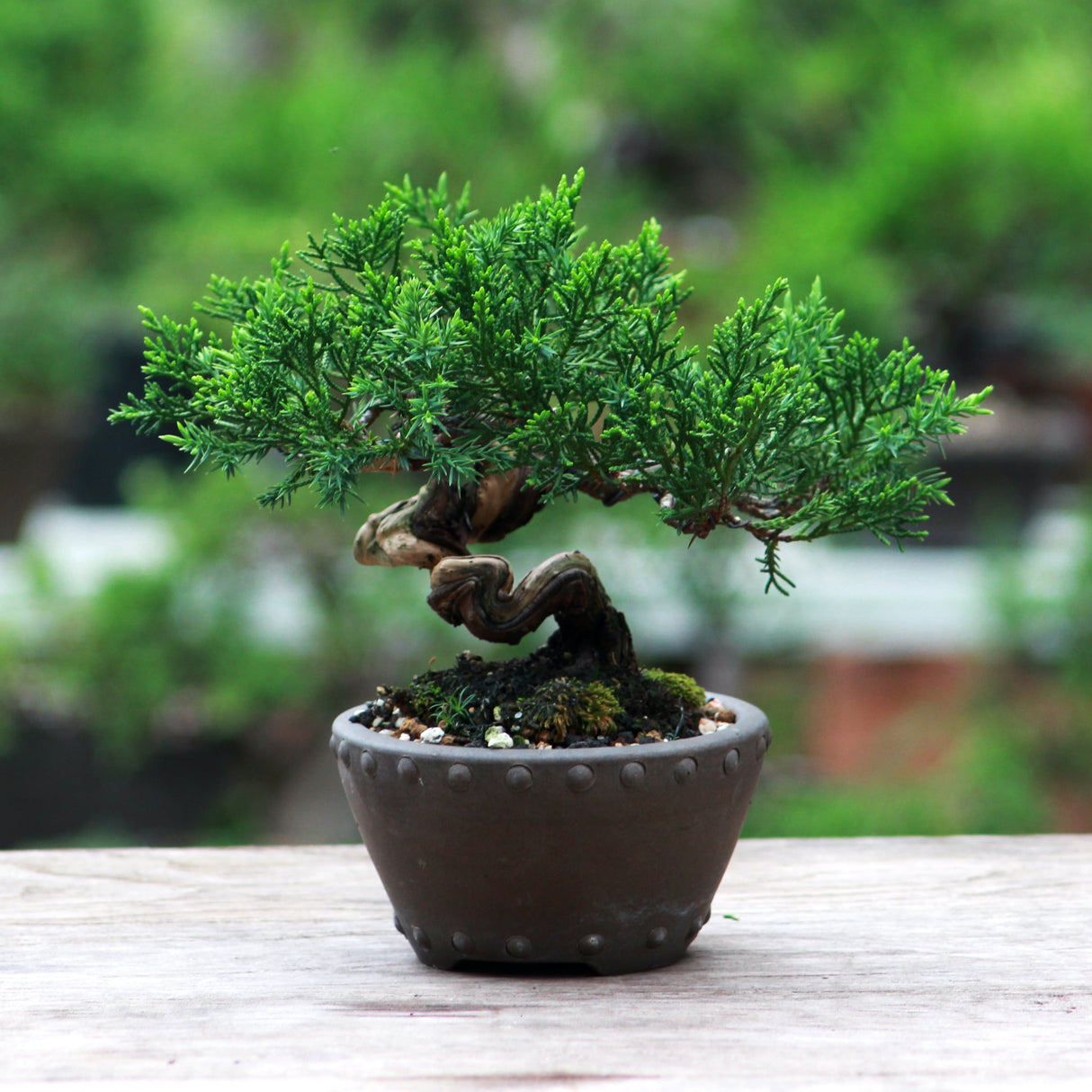 Bonsai Juniper