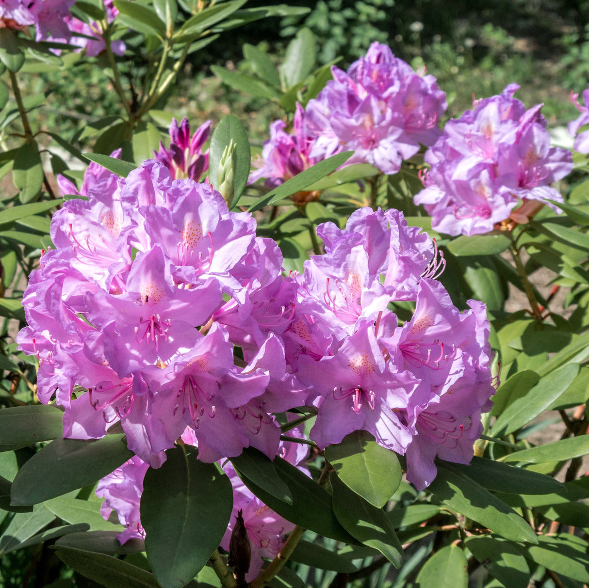 Close-up of light purple Boursault Catawba Rhododendron flowers with green foliage.