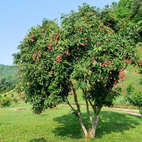 Mature Brewster Lychee tree in a grassy field, loaded with red fruit clusters.